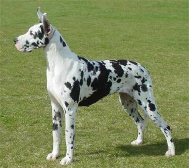 greatdane