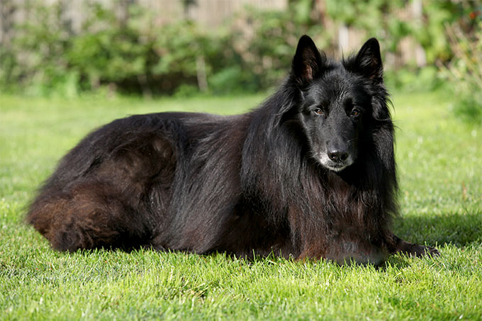 belgian shepherd