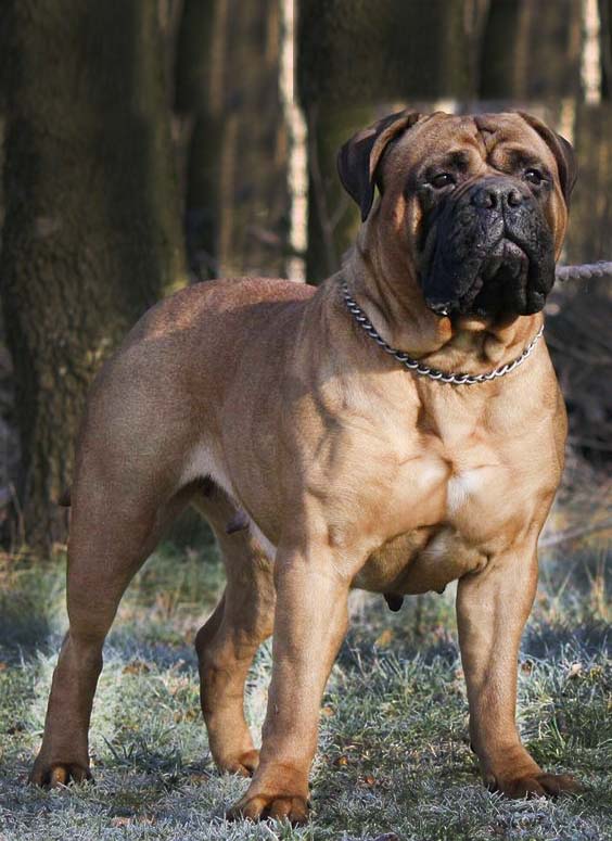 bullmastiff